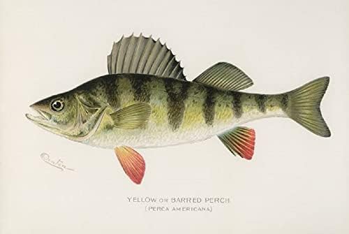 Slika Peddler žuta ili zabrana, 1913. Perca Americana Striped Perch American River Perch Propovjednik ribe slatkovodne igre Vintage