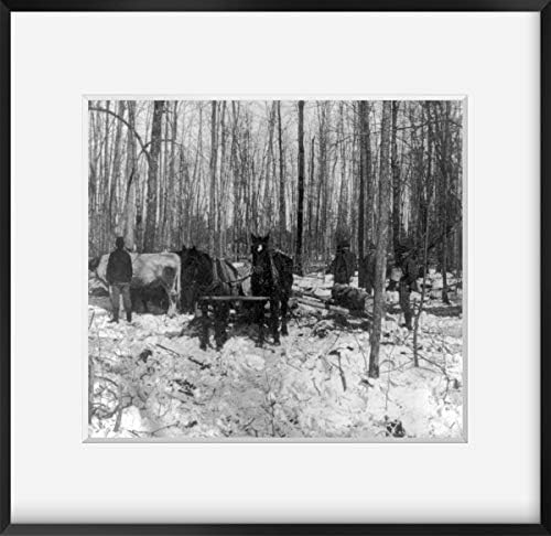 INFINITE PHOTOGRAPHS 1900 Foto: logovanje u borovoj šumi / Mičigenski trupci za vuču konja i volova / Vintage Wall Art Decor