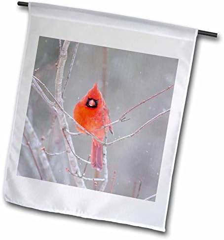3drose kardinal sjedenje na uduku drveća tokom pada snijega - zastave